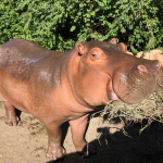 Topeka Zoo – Camp Cowabunga